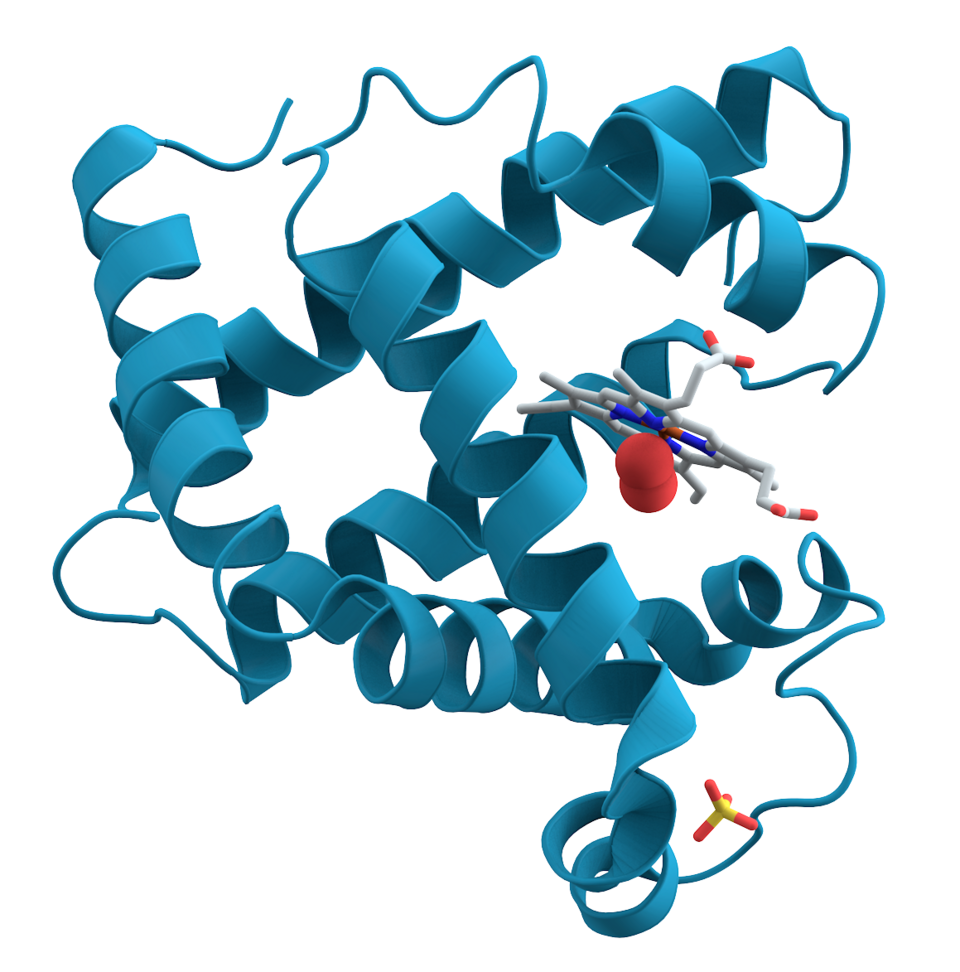Soubor:Myoglobin.png